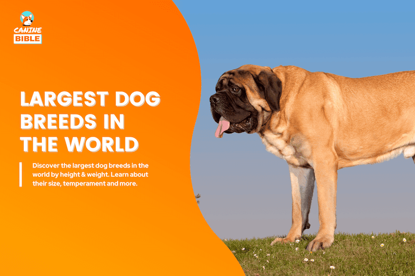 largest dog breeds