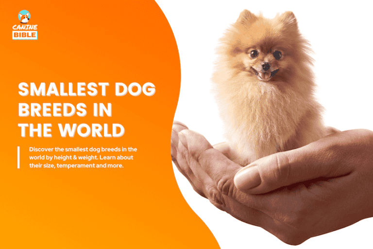 smallest dog breeds