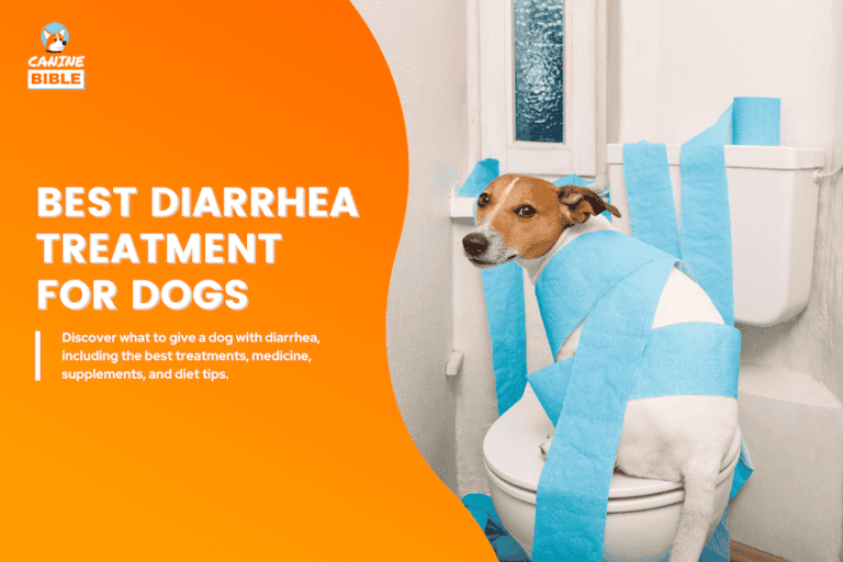 What to Give A Dog With Diarrhea: 18 Vet-Approved Remedies
