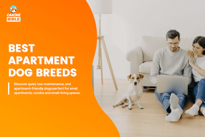 best apartment dog breeds