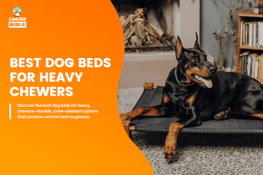 best dog beds for heavy chewers
