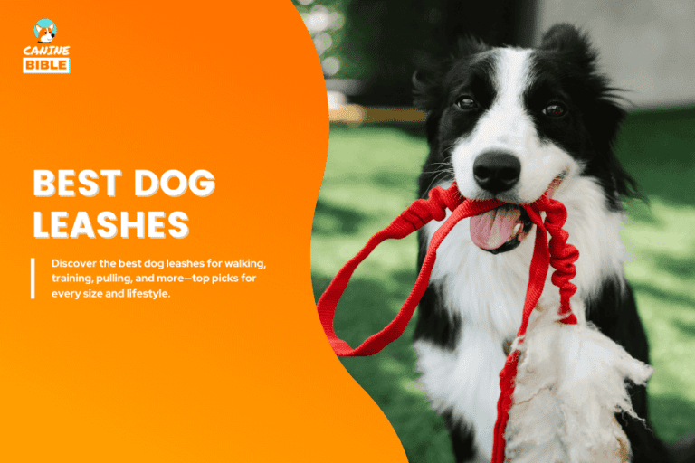 Best dog leashes