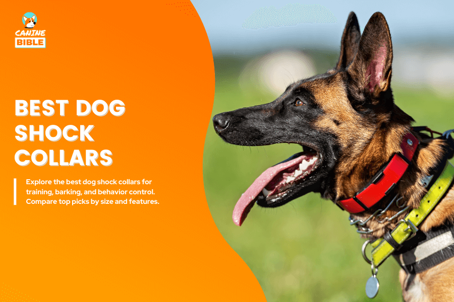 Best dog shock collars