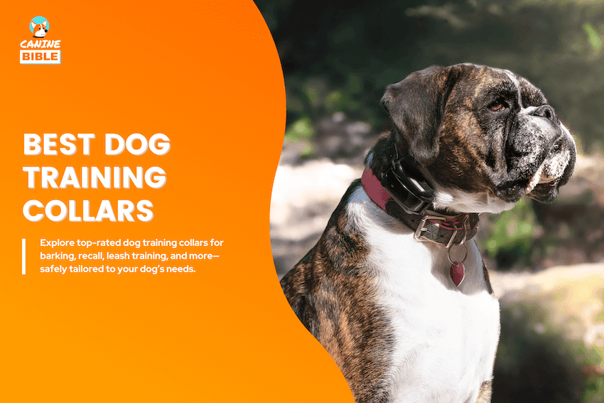 best dog training collar
