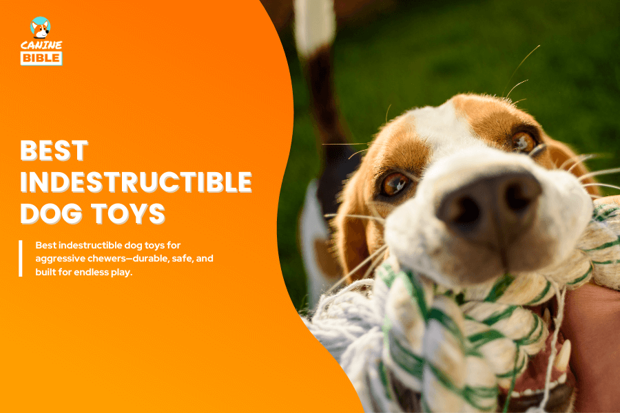 Best indestructible dog toys