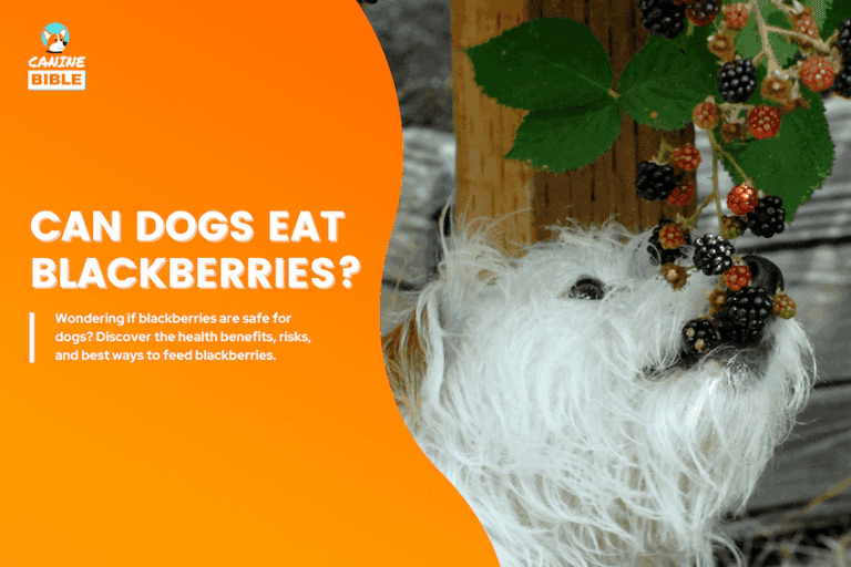 can dogs eat blackberries
