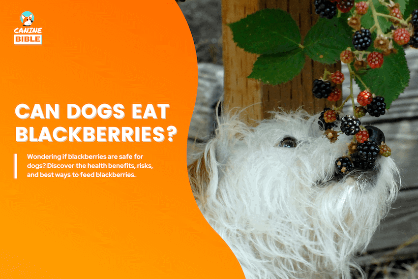 can dogs eat blackberries