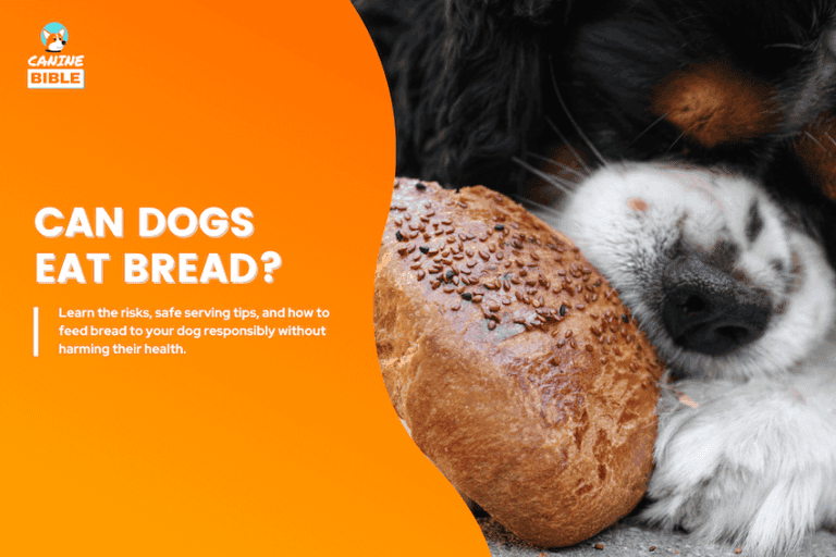 can dogs eat bread