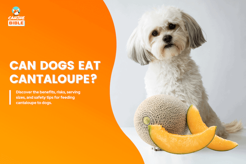 can dogs eat cantaloupe