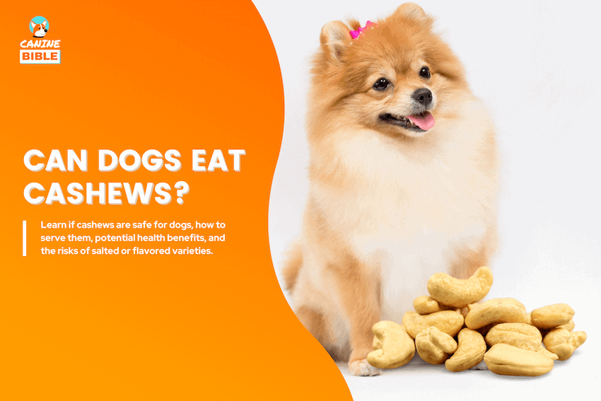 can dogs eat cashews