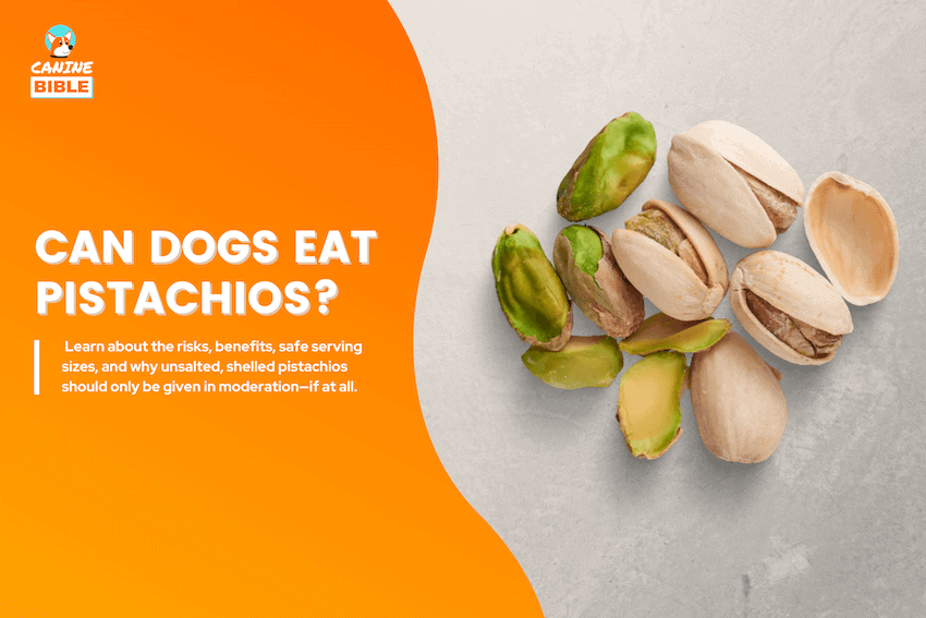 can dogs eat pistachios