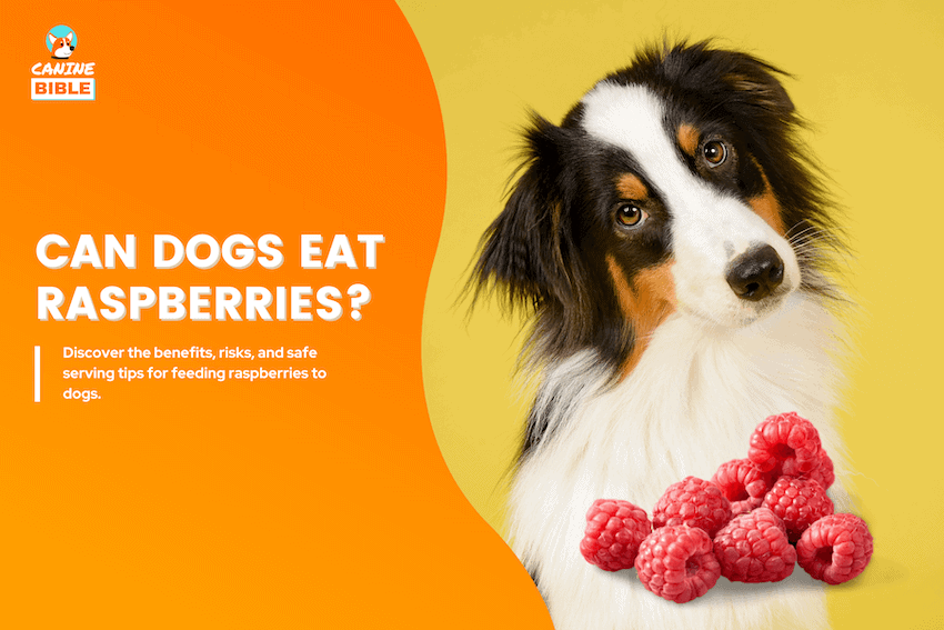 can dogs eat raspberries