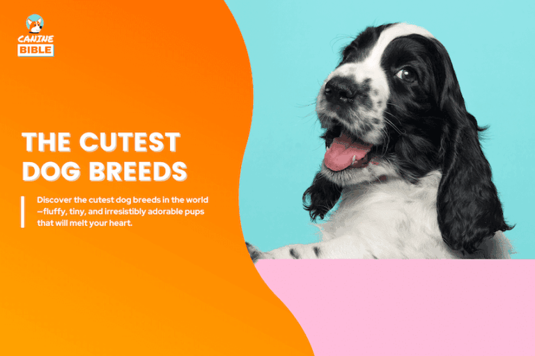 cutest dog breeds