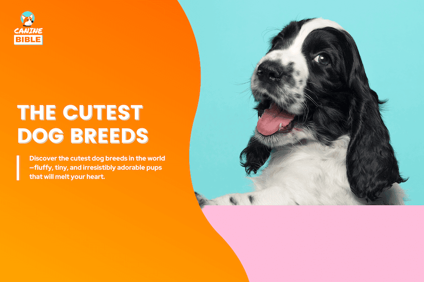 cutest dog breeds
