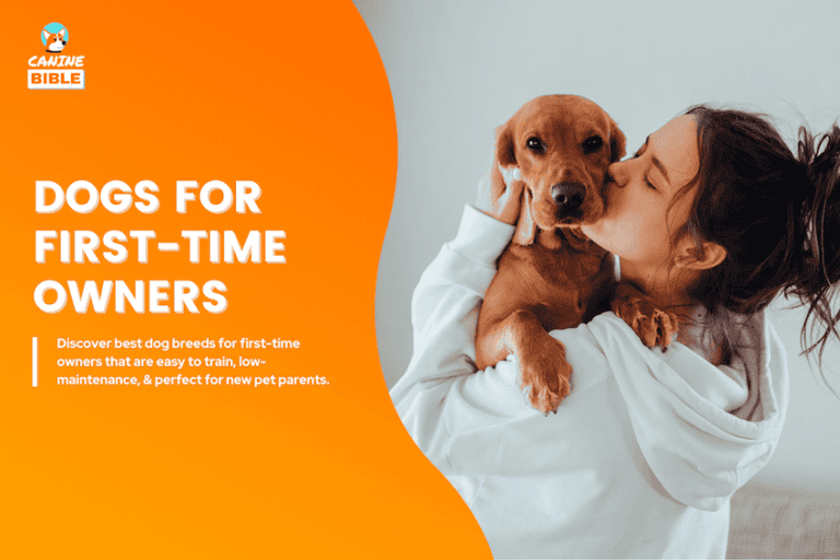 The Top 20 Dog Breeds For First-Time Owners