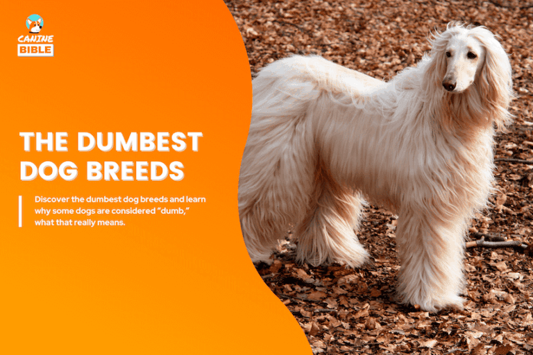 dumbest dog breeds