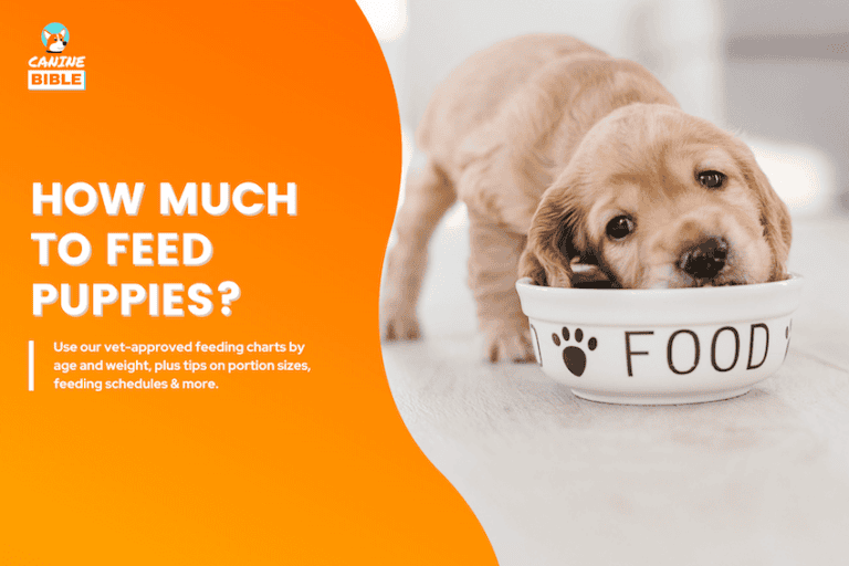 how much to feed a puppy