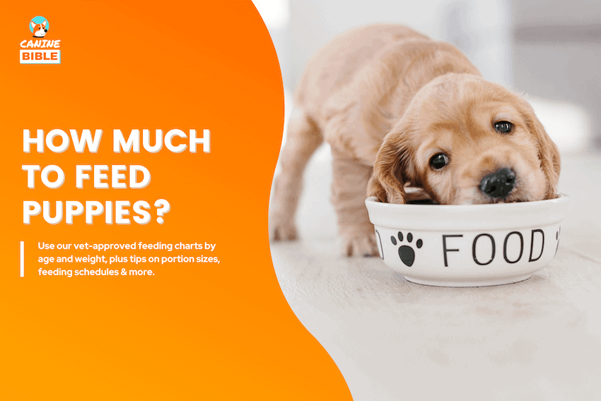 how much to feed a puppy