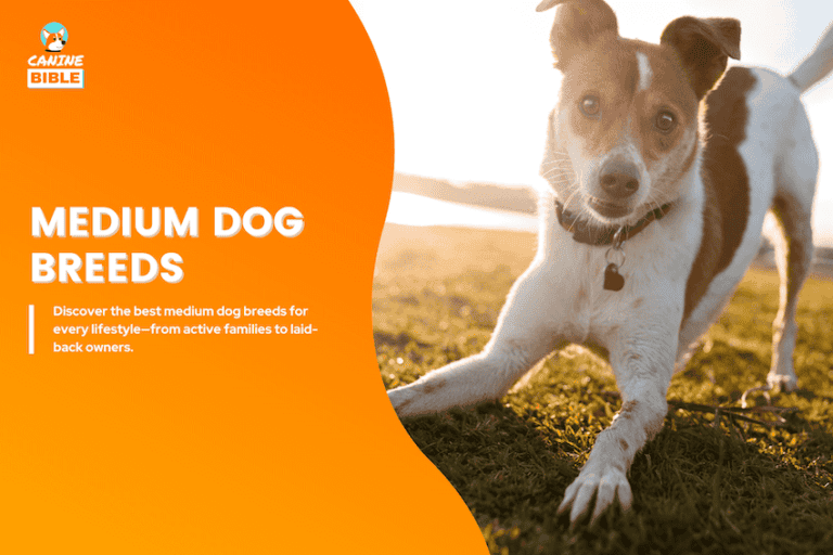 medium dog breeds