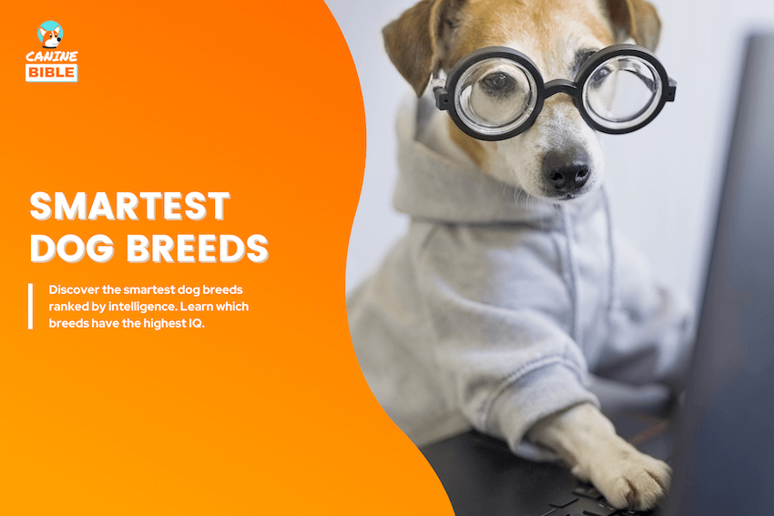 smartest dog breeds