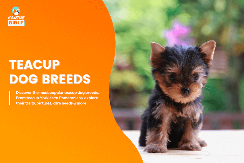 teacup dog breeds