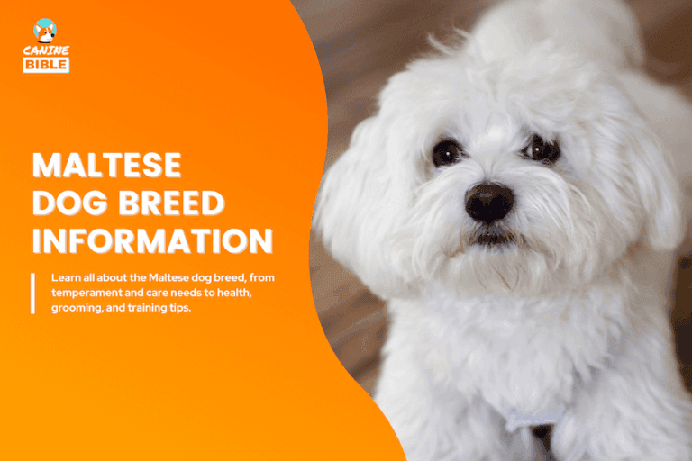 Maltese