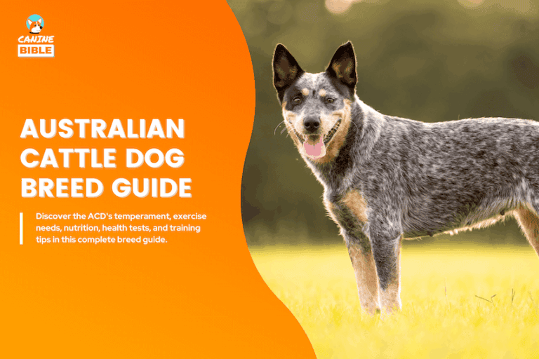 Australian cattle dog