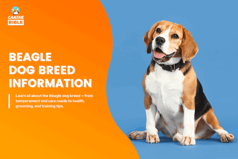 beagle