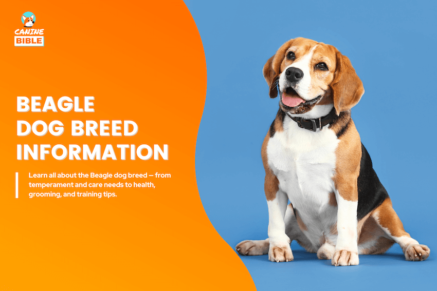 beagle