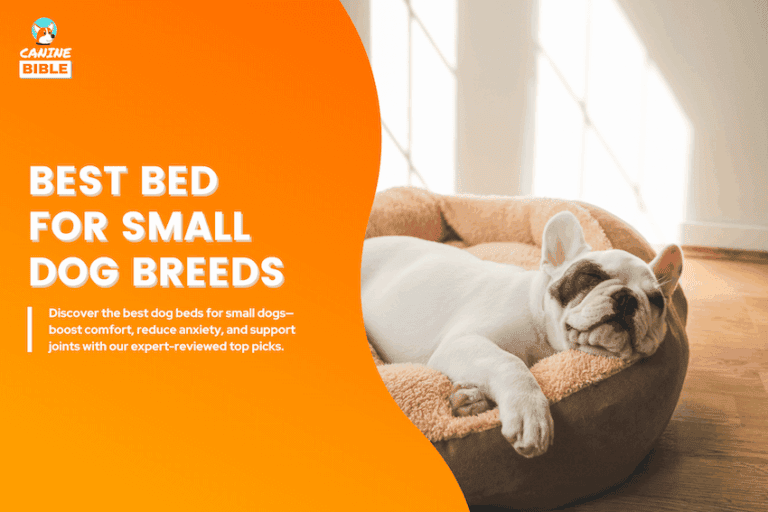 best dog bed for small dogs