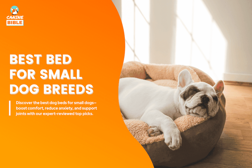 best dog bed for small dogs