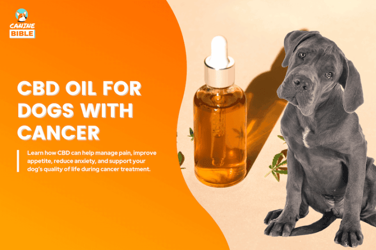cbd oil for dogs with cancer
