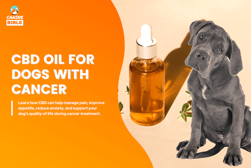 cbd oil for dogs with cancer