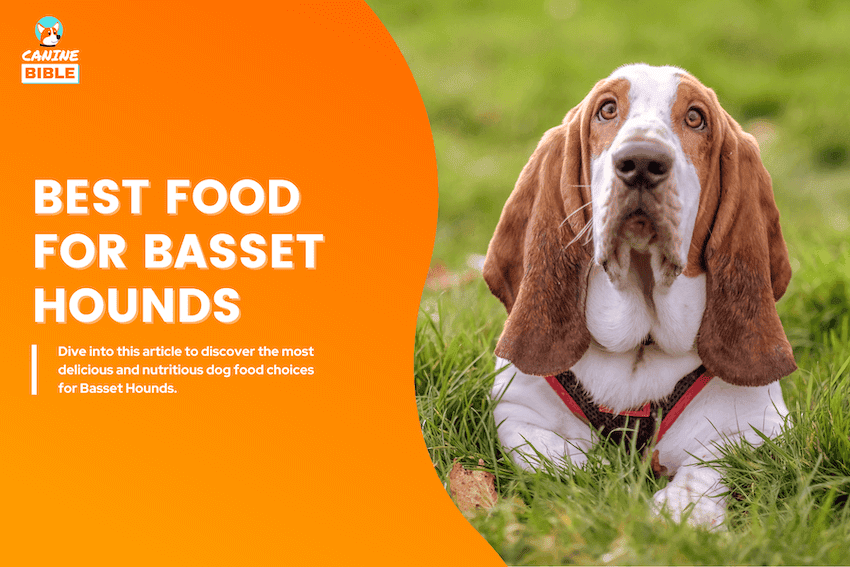 best dog food for basset hounds