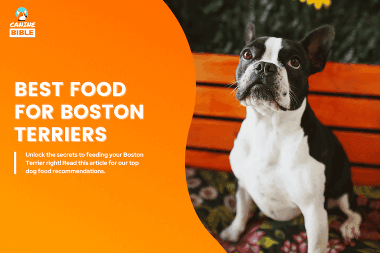 best dog food for boston terriers