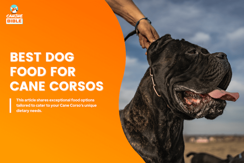 Best Dog Food For Cane Corsos