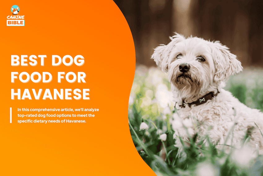 best dog food for Havanese