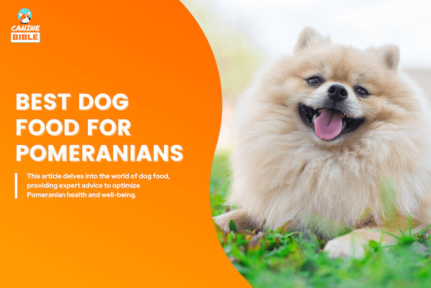 Best Dog Food For Pomeranians