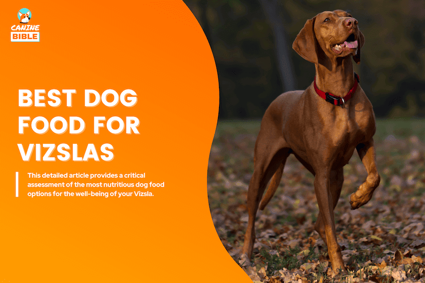 Best Dog Food For Vizslas