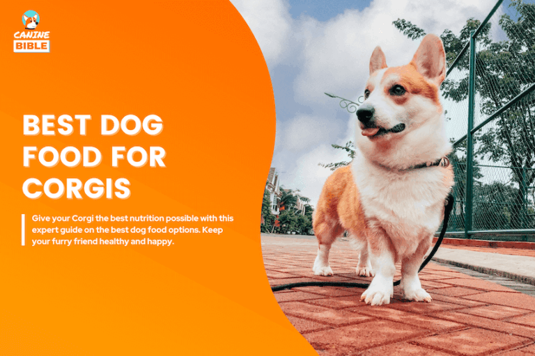 best dog food for corgis