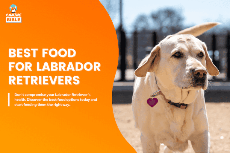 best dog food for labradors