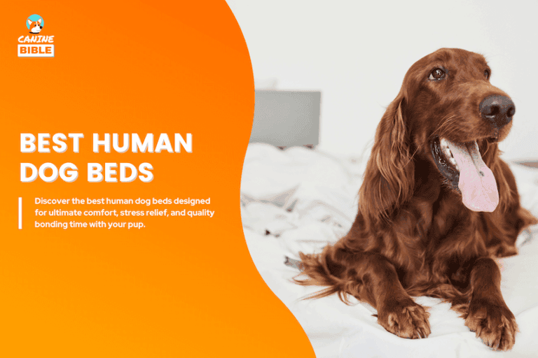 best human dog beds