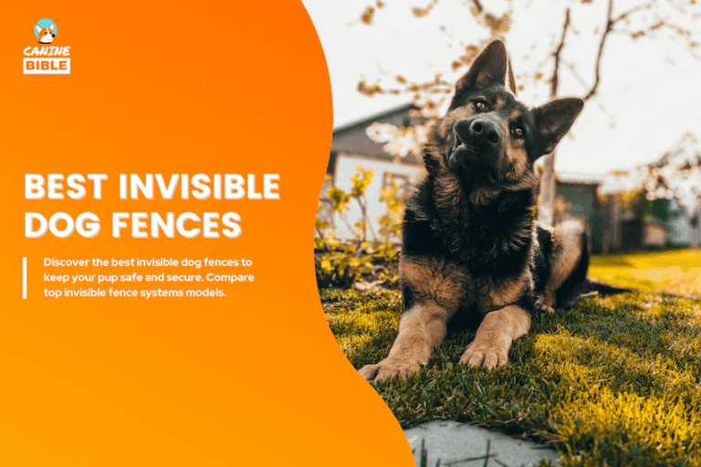 best invisible dog fences