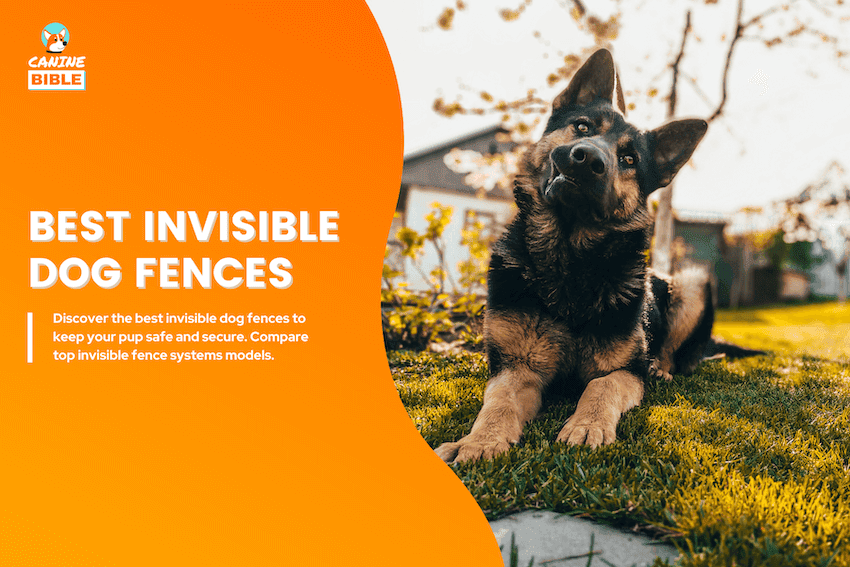 best invisible dog fences