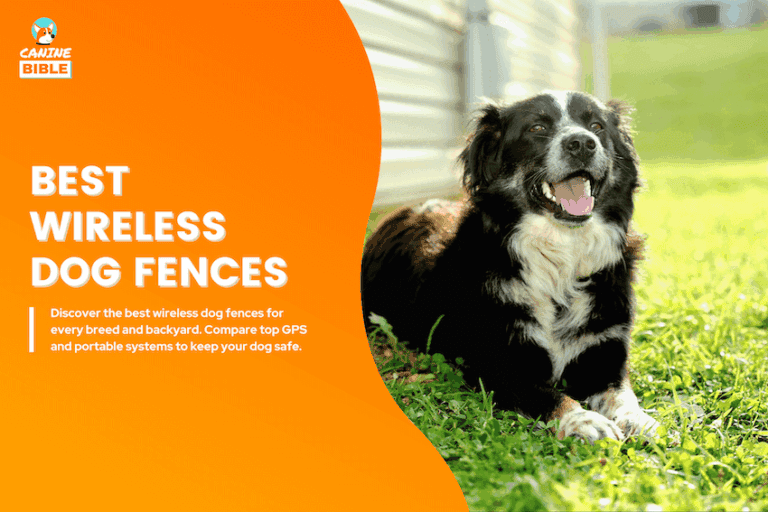 best wireless dog fence