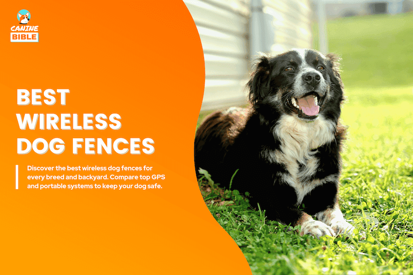 best wireless dog fence