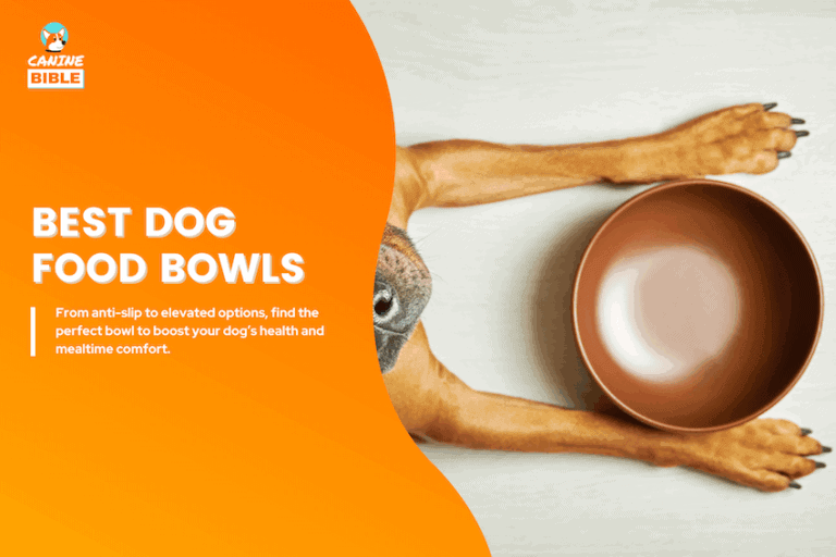 The 18 Best Dog Food Bowls in 2025: Tested & Reviewed