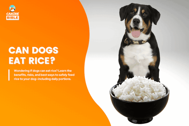 can dogs eat rice