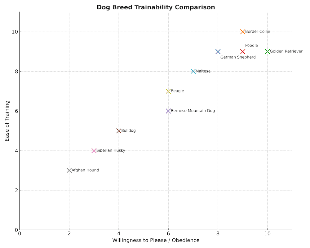 maltese trainability