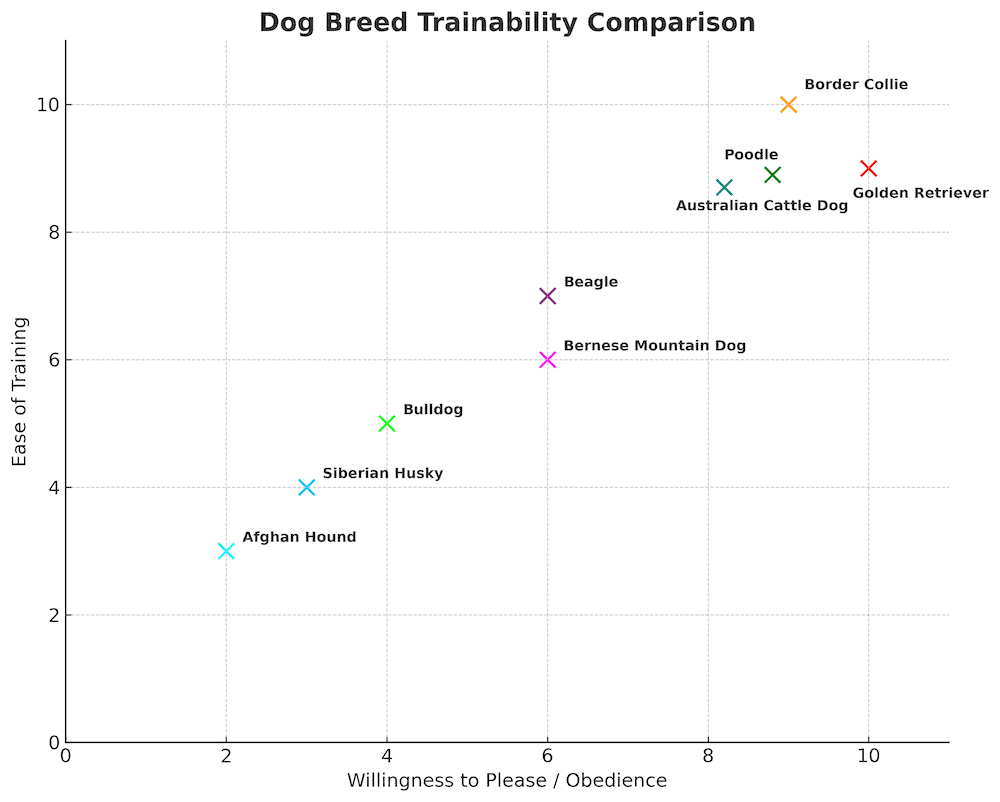 Australian Cattle Dog trainability
